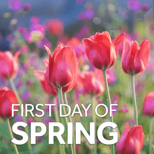 Field of red tulips with superimposed caption "First Day of Spring."