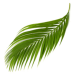 Palm Sunday