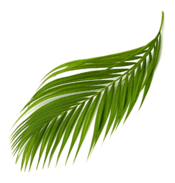 Palm Sunday
